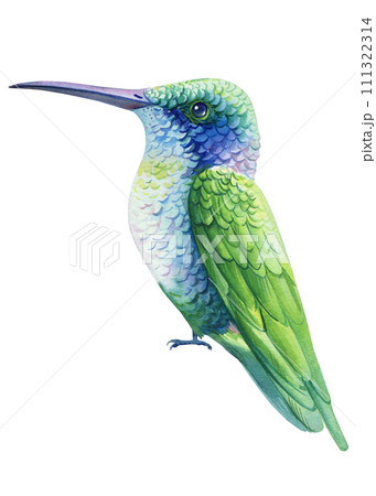 Hummingbird watercolor isolated on white background. Tropical birds illustration. Painted cute exotic green bird Hummingbird watercolor isolated on white background. Tropical birds illustration. Painted cute exotic green bird 111322314