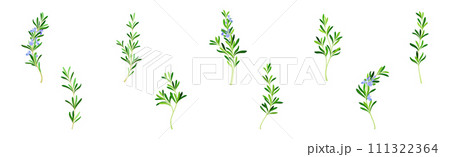 Rosemary Twig as Perennial Herb with Fragrant, Evergreen, Needle-like Leaves and Blue Flowers Vector Set 111322364