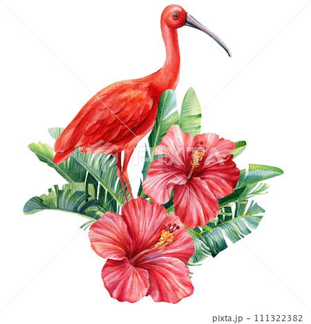 Tropical flowers, palm leaves and ibis bird. Jungle botanical watercolor illustrations, monstera, palm leaves, hibiscus 111322382