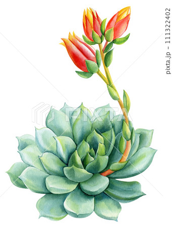 kiwi succulent Aeonium Kiwi Rare Succulent Aeonium Haworthii Rosette Plant 4 inch / Plastic Pot by Succulents Box