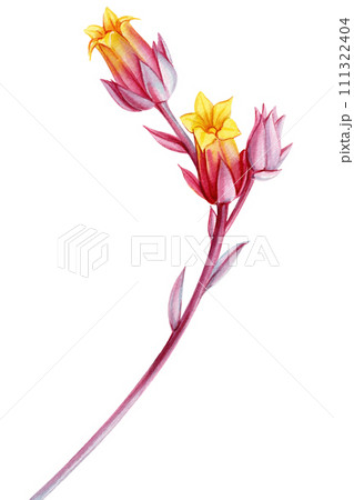 Flower echeveria watercolor botanical painting. illustration isolated background. Hand-painted summer tropical flora 111322404