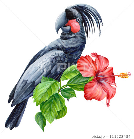 Cockatoo black bird, hibiscus flower isolated background. Watercolor painting exotic adorable bird illustration parrot 111322484