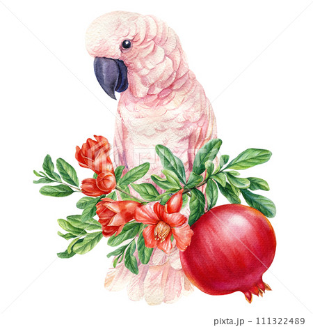 Cockatoo bird, pomegranate fruit isolated on white background. Watercolor painting exotic adorable Parrot illustration Cockatoo bird, pomegranate fruit isolated on white background. Watercolor painting exotic adorable Parrot illustration 111322489