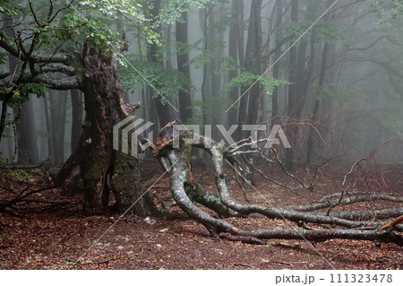 Old beech. Old beech in the mountain forest in foggy day. Old beech. Old beech in the mountain forest in foggy day. 111323478
