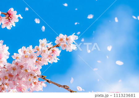 桜吹雪-プロフ必読♡シーグラスアート 桜吹雪-プロフ必読♡シーグラスアート 桜吹雪