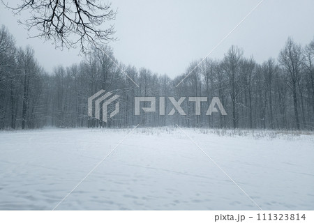 Winter northern forest. Ground is covered with snow. 111323814