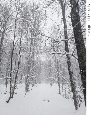 Winter northern forest. Trees are covered with snow. 111323815