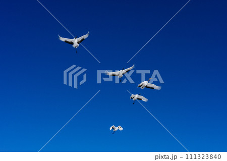 鶴の群れと青空 鶴の群れと青空 111323840