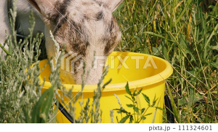 Human hand stroking cute little goatling drinking water from bucket at sunny green grass closeup. Adorable small spotted goat drink beverage feeling thirst summer outdoor agriculture and farming 111324601