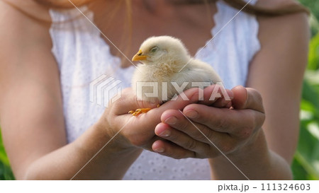 Female hands holding cute little yellow chick baby chicken outdoor summer park closeup. Adorable farm bird fluffy newborn poultry winged hen tiny animal small curious fowl with beak in woman arms Female hands holding cute little yellow chick baby chicken outdoor summer park closeup. Adorable farm bird fluffy newborn poultry winged hen tiny animal small curious fowl with beak in woman arms 111324603