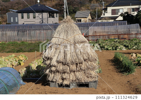 藁つづみのある冬の畑の風景 藁つづみのある冬の畑の風景 111324629