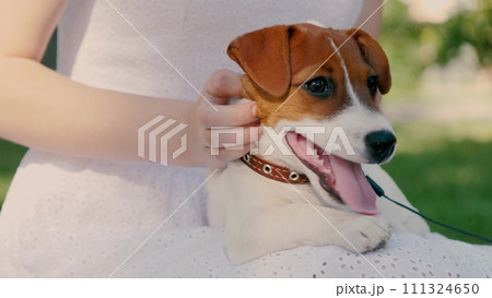 Young woman takes break to caressing Jack Russell Terrier on bench in park. Young woman caresses Jack Russell Terrier sitting on lap on bench. Young woman and Jack Russell Terrier take rest in park 111324650