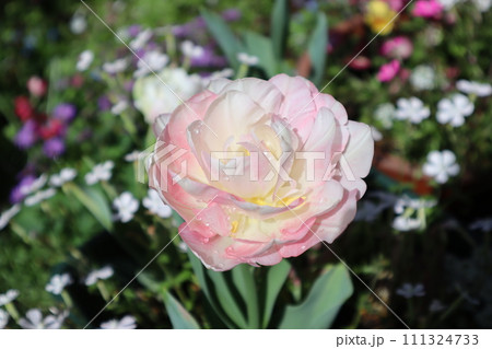 花壇に咲くバラ咲きチューリップ 花壇に咲くバラ咲きチューリップ 111324733