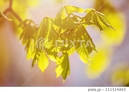 Leaves of chestnut 111324803