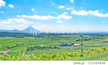 【高塚丘 (茶ばっけん丘)より開聞岳と一面の茶畑】 (高解像度版) 鹿児島県南九州市知覧町西元 【高塚丘 (茶ばっけん丘)より開聞岳と一面の茶畑】 (高解像度版) 鹿児島県南九州市知覧町西元 111324836