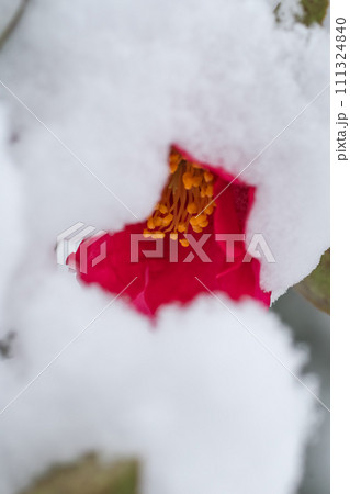 寒さに耐えてる、雪をかっぶた冬の花サザンカ 111324840
