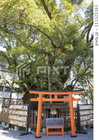 富知六所浅間神社 大クス 111325161