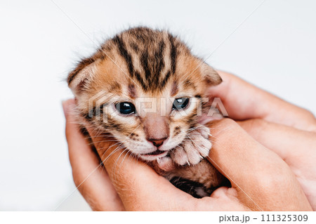 Two week old small newborn bengal kitten on a white background.A kitten in the hands of a girl. On the palms is a small cute kitten.Copy space.Close-up.Cute bengal. Two week old small newborn bengal kitten on a white background.A kitten in the hands of a girl. On the palms is a small cute kitten.Copy space.Close-up.Cute bengal. 111325309