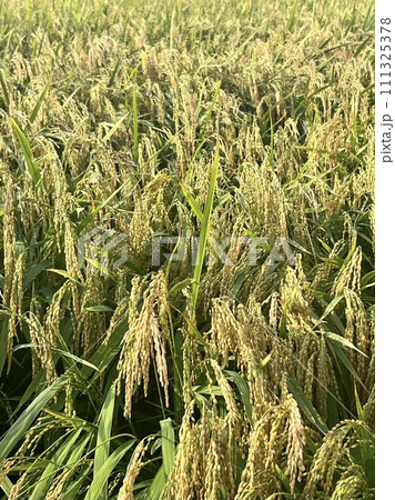たわわに実った稲穂 たわわに実った稲穂 111325378