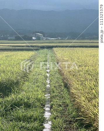 田んぼのある風景 田んぼのある風景 111325379