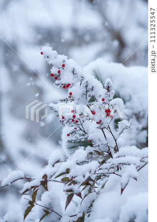 降雪の中、雪をかぶった赤いナンテンの実と葉 111325547