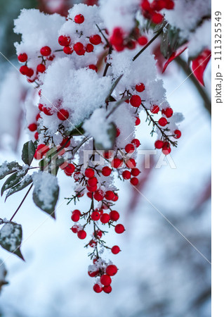 降雪の中、雪をかぶった赤いナンテンの実と葉 降雪の中、雪をかぶった赤いナンテンの実と葉 111325549