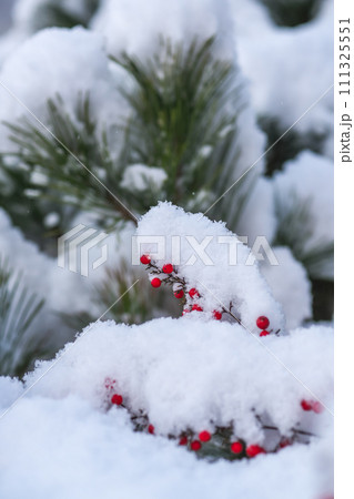 降雪の中、雪をかぶった赤いナンテンの実と葉。背景に松を添えて。 降雪の中、雪をかぶった赤いナンテンの実と葉。背景に松を添えて。 111325551