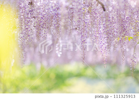 黄色の前ボケと薄紫色の藤の花 111325913