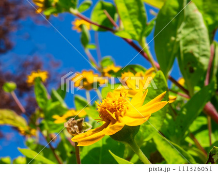 明るい黄色のメランポジウムの花 明るい黄色のメランポジウムの花 111326051
