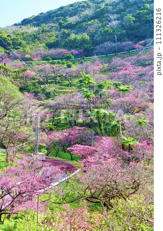 寒緋桜が咲き誇る丘 寒緋桜が咲き誇る丘 111326216