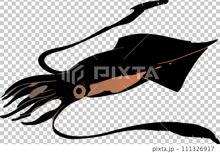 水墨画のヤリイカのイラスト 水墨画のヤリイカのイラスト 111326917