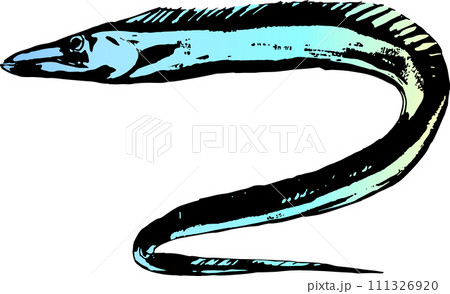 タチウオの水墨画 タチウオの水墨画 111326920