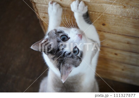 爪とぎをするさくら猫 111327877