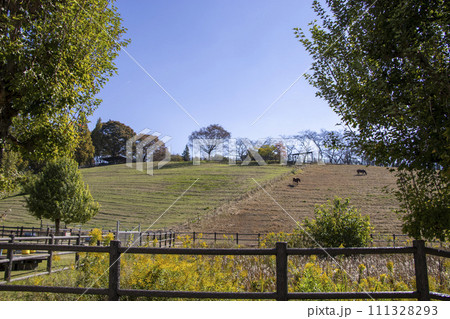 鞍ケ池公園 観光牧場 111328293