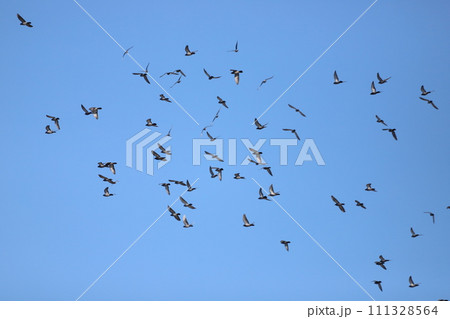空を飛んでいる鳩 111328564