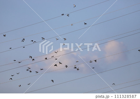 電線にとまるハト 111328587