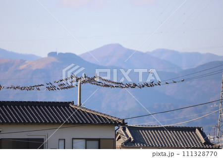 電線に集まるハトの群れ 電線に集まるハトの群れ 111328770