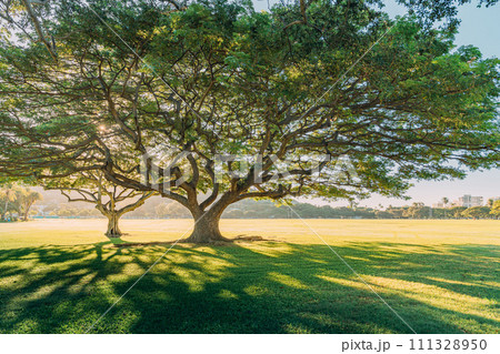 ハワイの芝生のある公園の風景 111328950