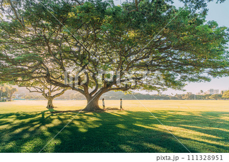 ハワイの芝生のある公園の風景とカップル 111328951