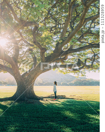 ハワイの夕日が差し込む公園 111328959