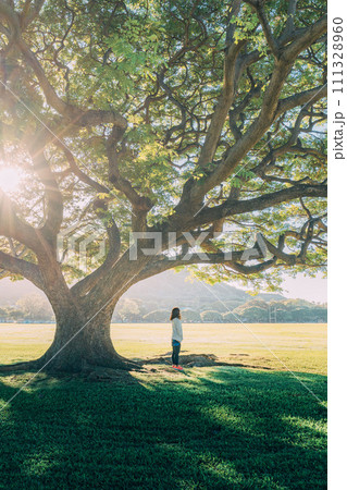 ハワイの夕日が差し込む公園 ハワイの夕日が差し込む公園 111328960