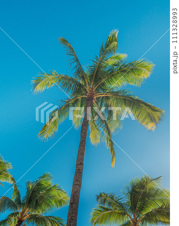 青空に映えるヤシの木 青空に映えるヤシの木 111328993