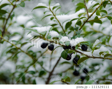 雪帽子を被るモチノキ科イヌツゲの黒い果実 111329111