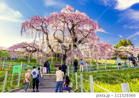 三春の滝桜1 三春の滝桜1 111329360