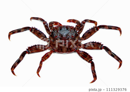 磯釣りのハリに掛かったショウジンガニを白バックで撮った 111329376