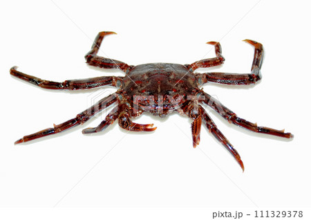 磯釣りのハリに掛かったショウジンガニを白バックで撮った 111329378