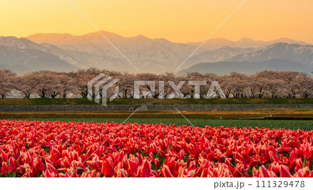 あさひ舟川（春・夜明け） 111329478