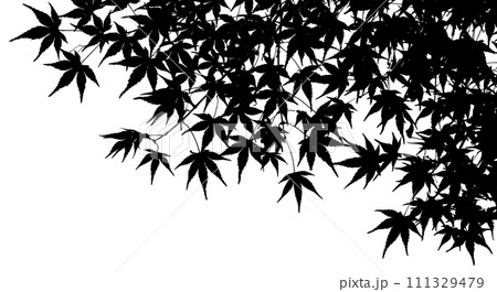 イロハモミジから映し取った、葉っぱのシルエット 111329479