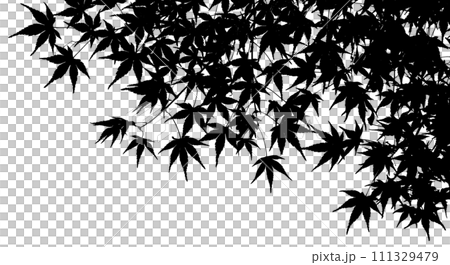 イロハモミジから映し取った、葉っぱのシルエット 111329479