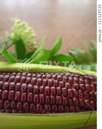 赤とうもろこし 111329530